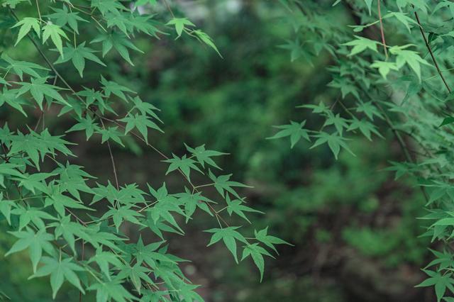 乡游黔中 ·务川县 桃符社区│务川“桃花源”，唤醒你的田园梦