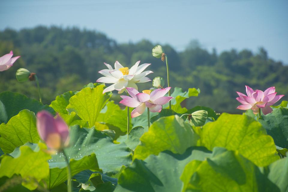 清远故乡里民俗文化主题公园