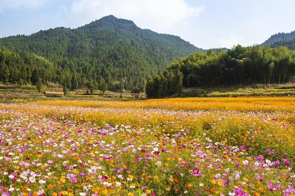 逛古城赏花海，青州市区一日游